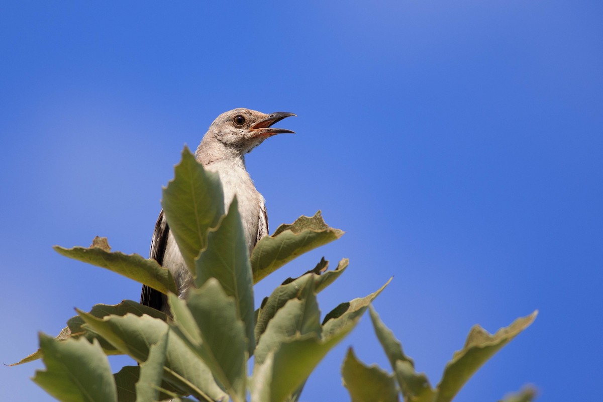 Northern Mockingbird - Jeffrey Mann