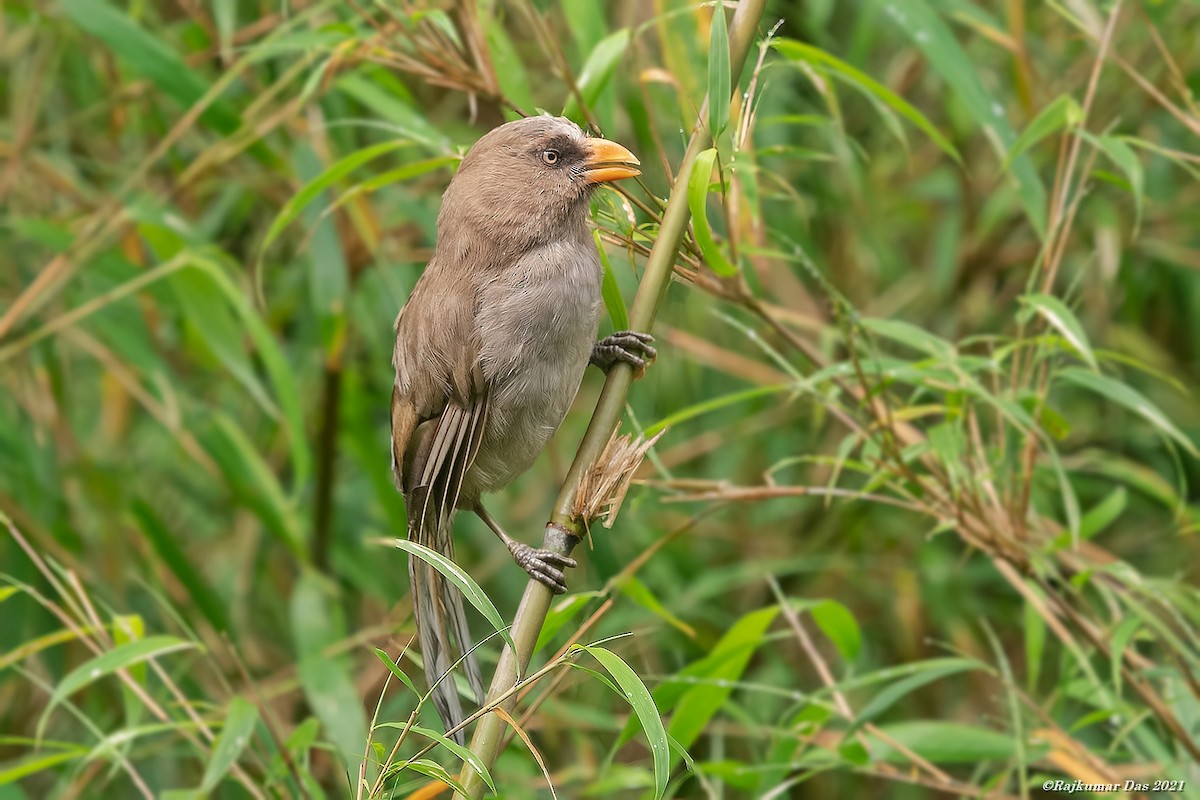 Riesenpapageimeise - ML357907991
