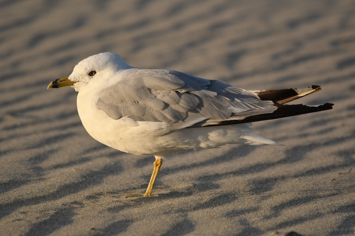 Ring-billed Gull - Dan O'Brien