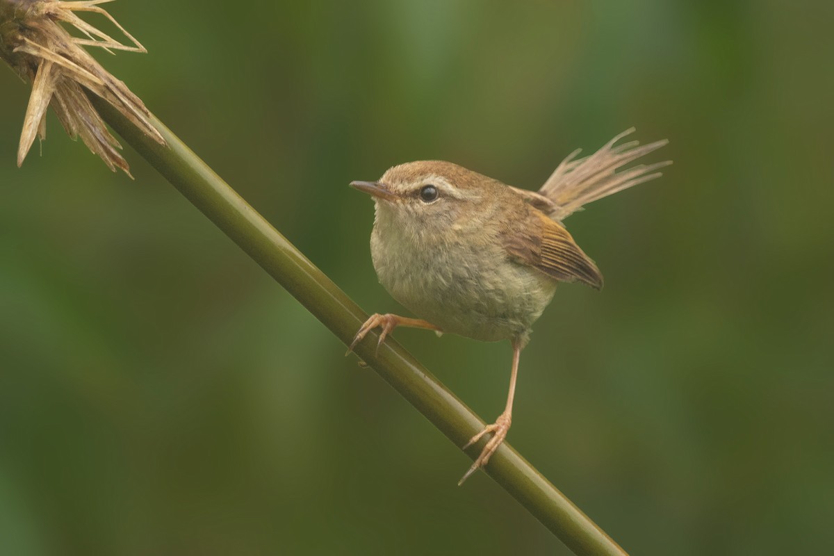 Hume's Bush Warbler - ML357908551