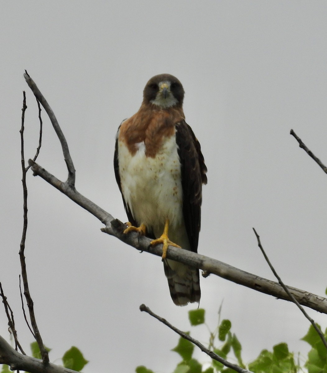 Swainson's Hawk - ML357908641