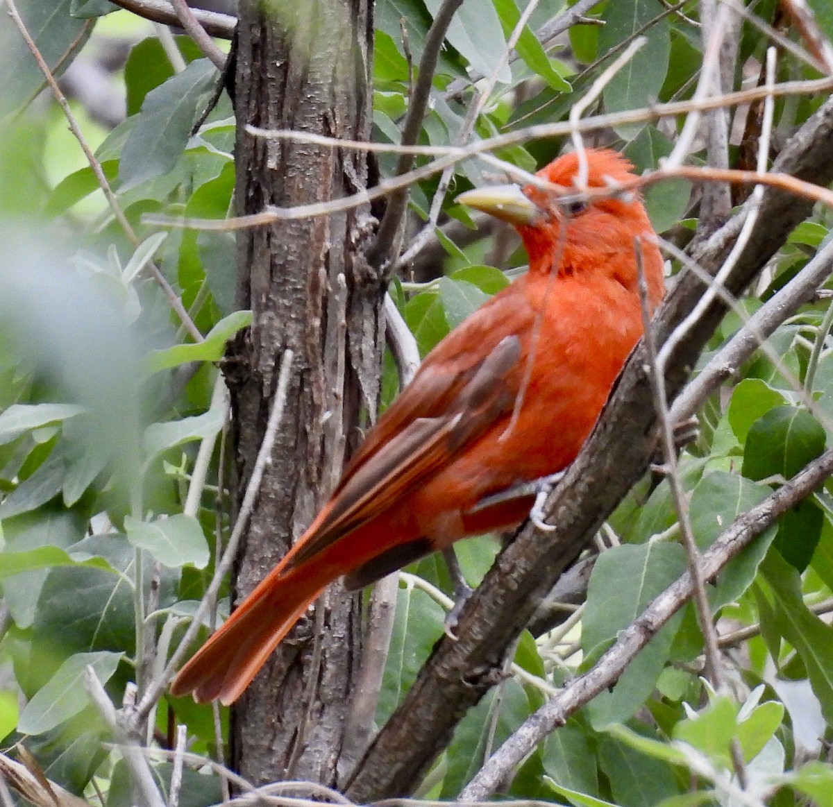 Summer Tanager - ML357908781