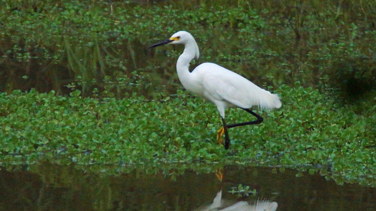 Snowy Egret - ML357908791