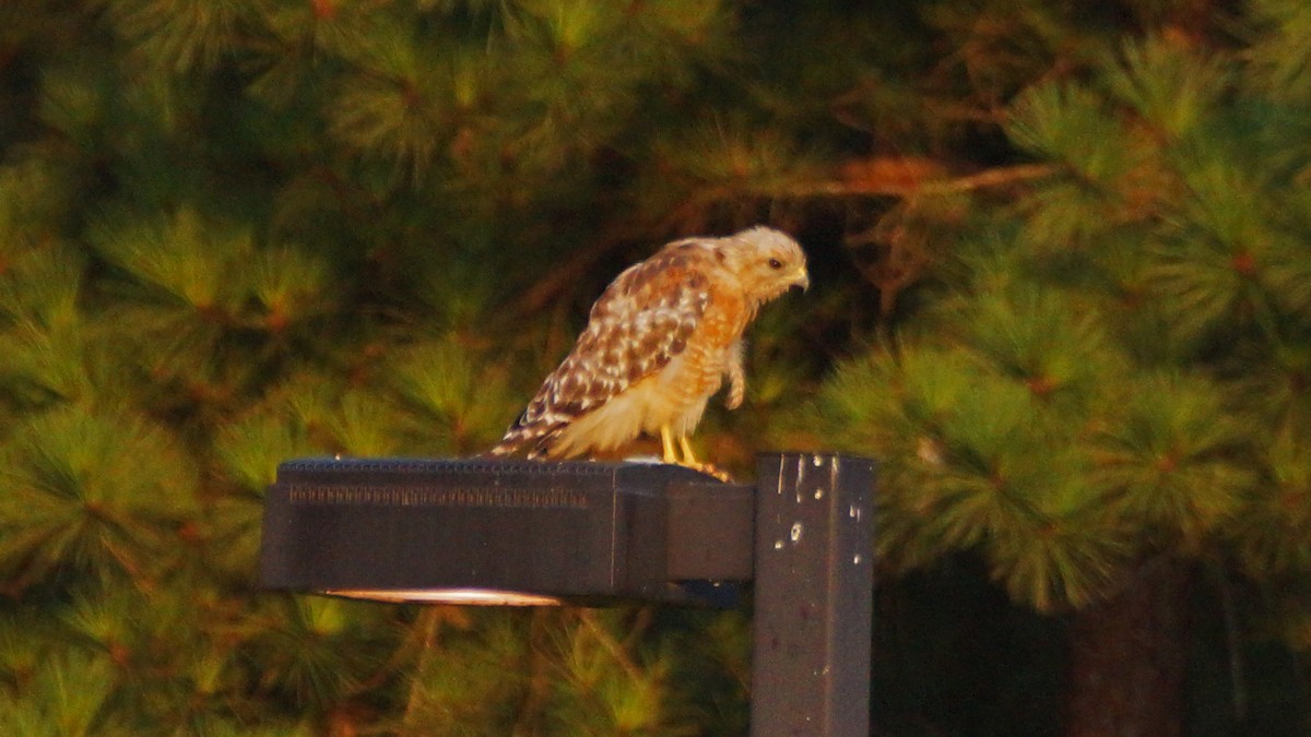 Red-shouldered Hawk - ML357908801