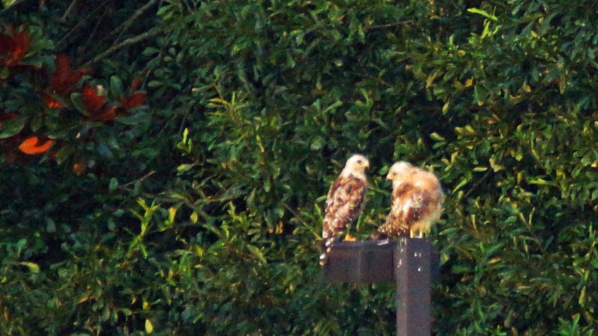 Red-shouldered Hawk - Skipper Anding