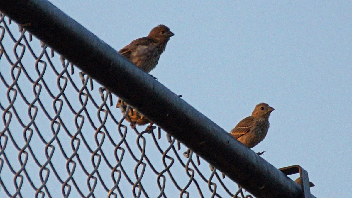 House Finch - ML357908861