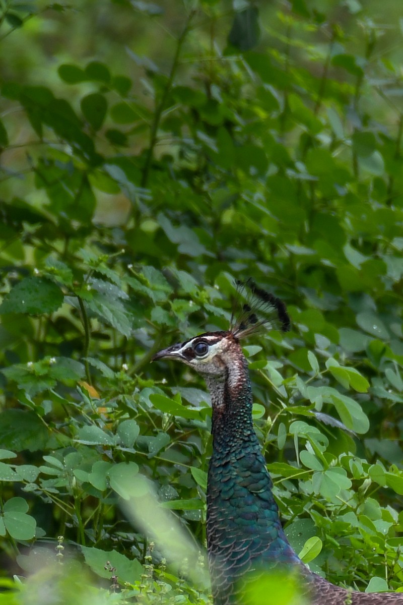 Indian Peafowl - ML357909771