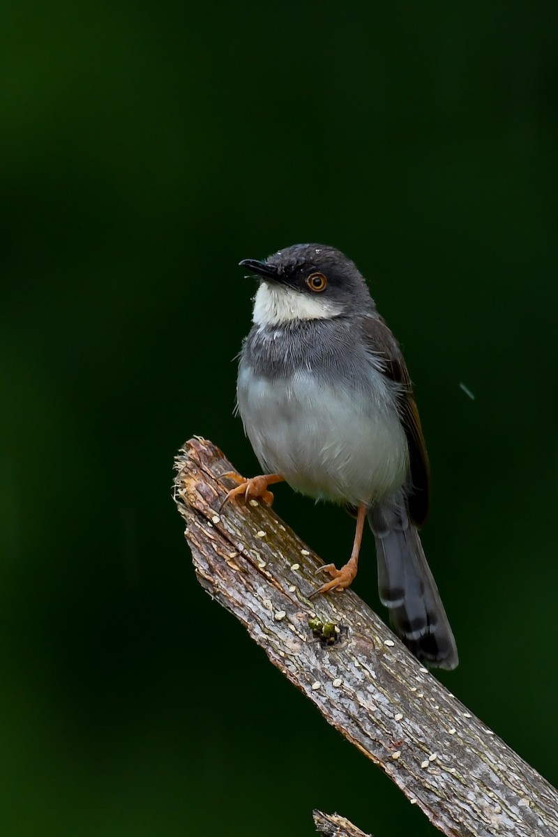 Gray-breasted Prinia - Sreejesh Nair