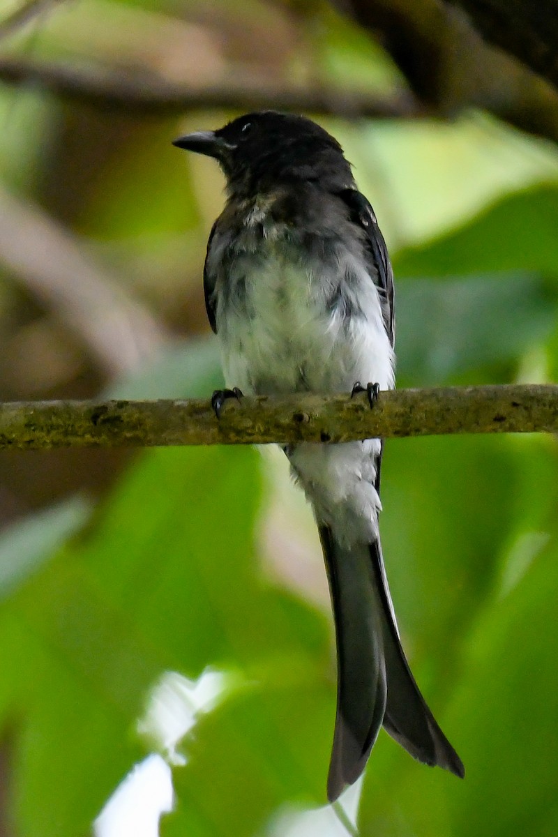 White-bellied Drongo - Sreejesh Nair