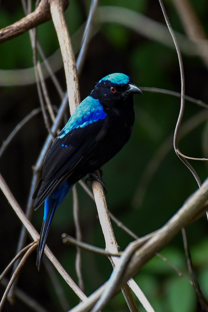 Asian Fairy-bluebird - Sreejesh Nair