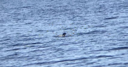 Common Loon - Michael Malone