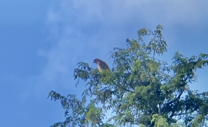 Broad-winged Hawk - Michael Malone