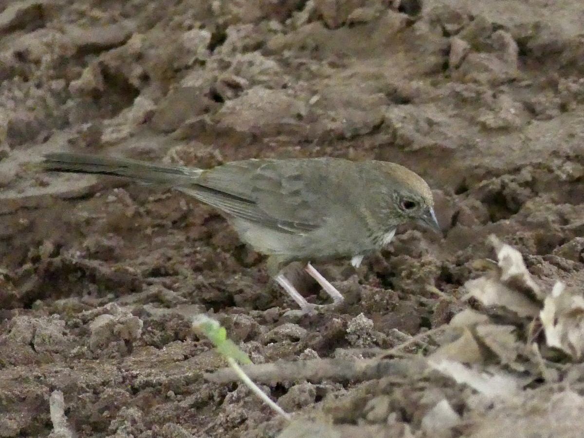 Canyon Towhee - ML357915791