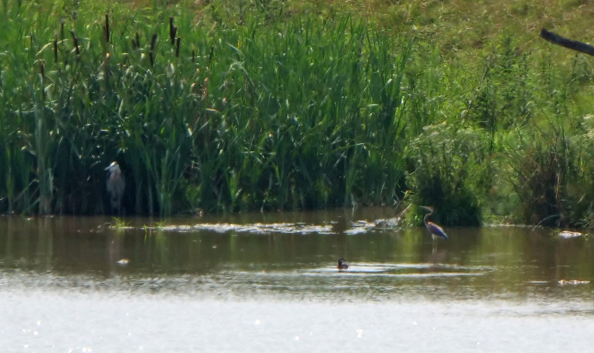 Tricolored Heron - ML357916011