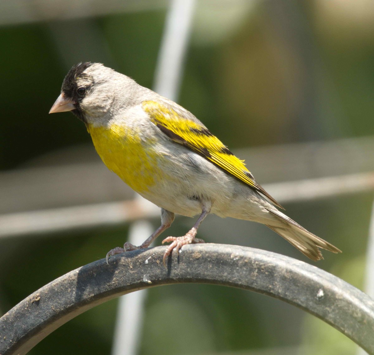 Lawrence's Goldfinch - ML357916911