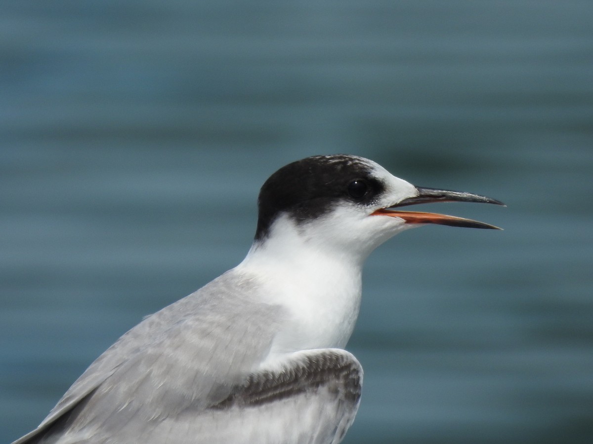 Common Tern - Linda J. Barry