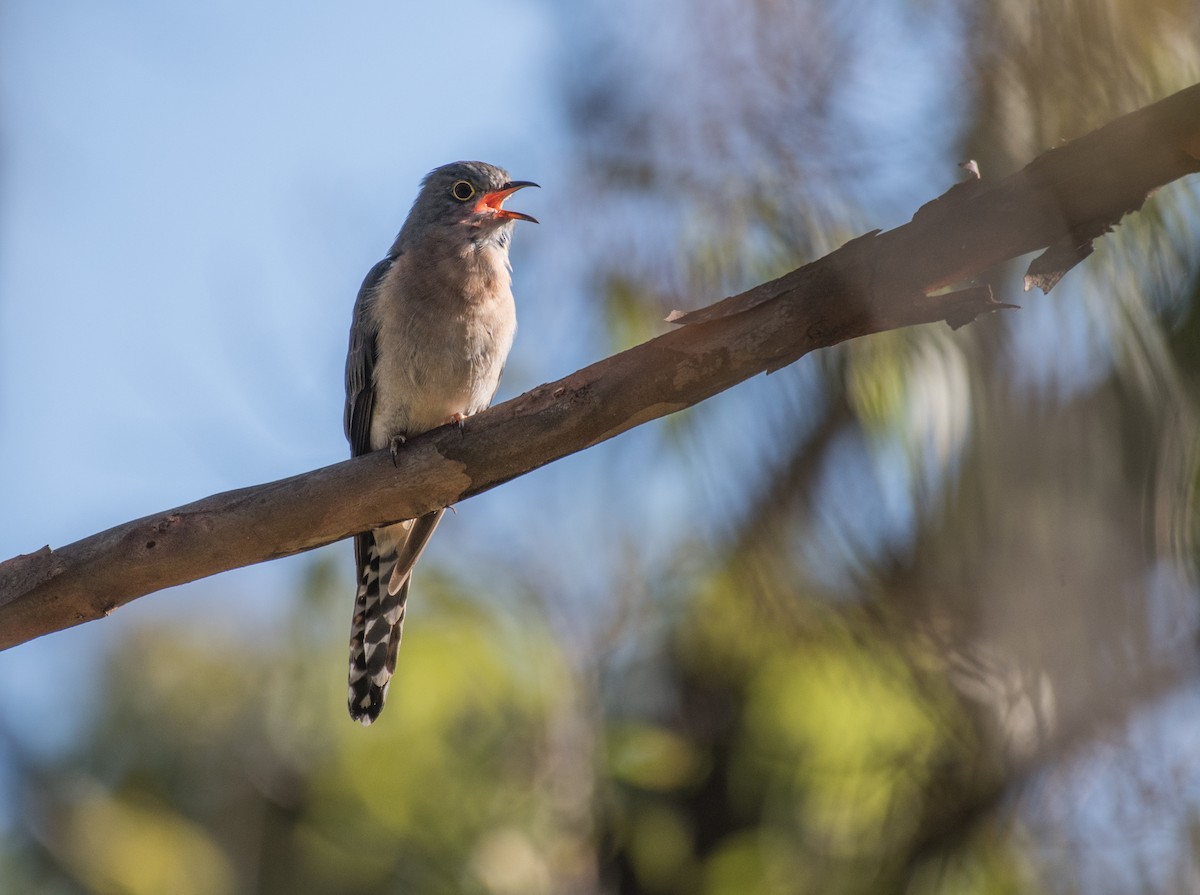 Fan-tailed Cuckoo - ML357919101