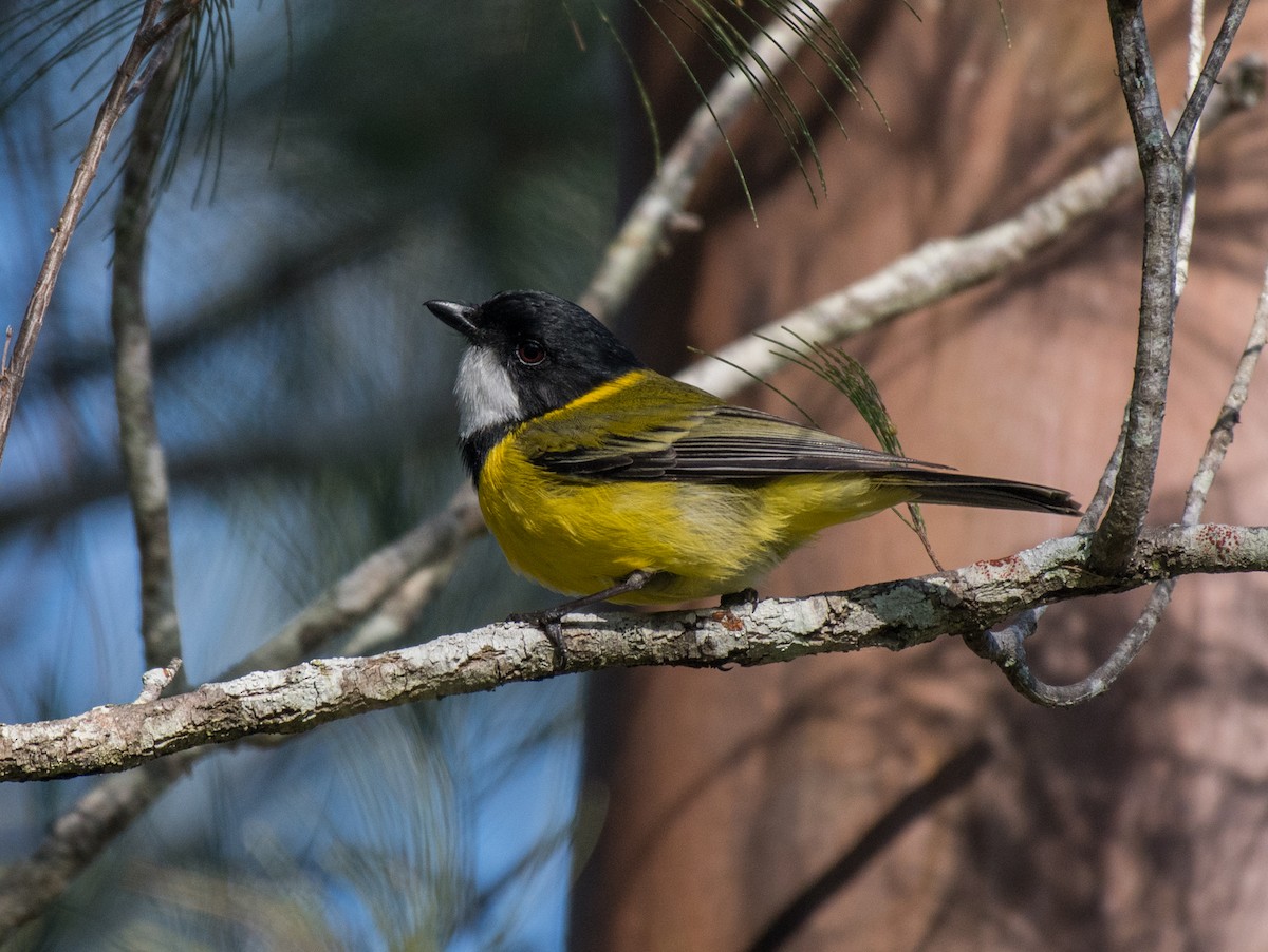 Golden Whistler (Eastern) - ML357919151