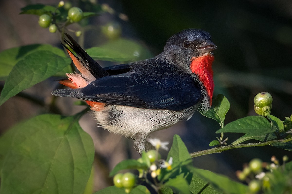 Mistletoebird - ML357920461