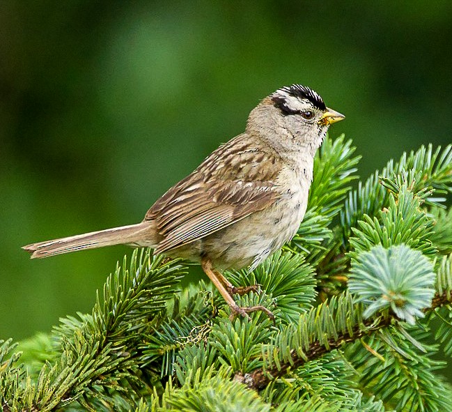 White-crowned Sparrow - ML357927271