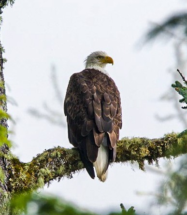 Bald Eagle - ML357927301