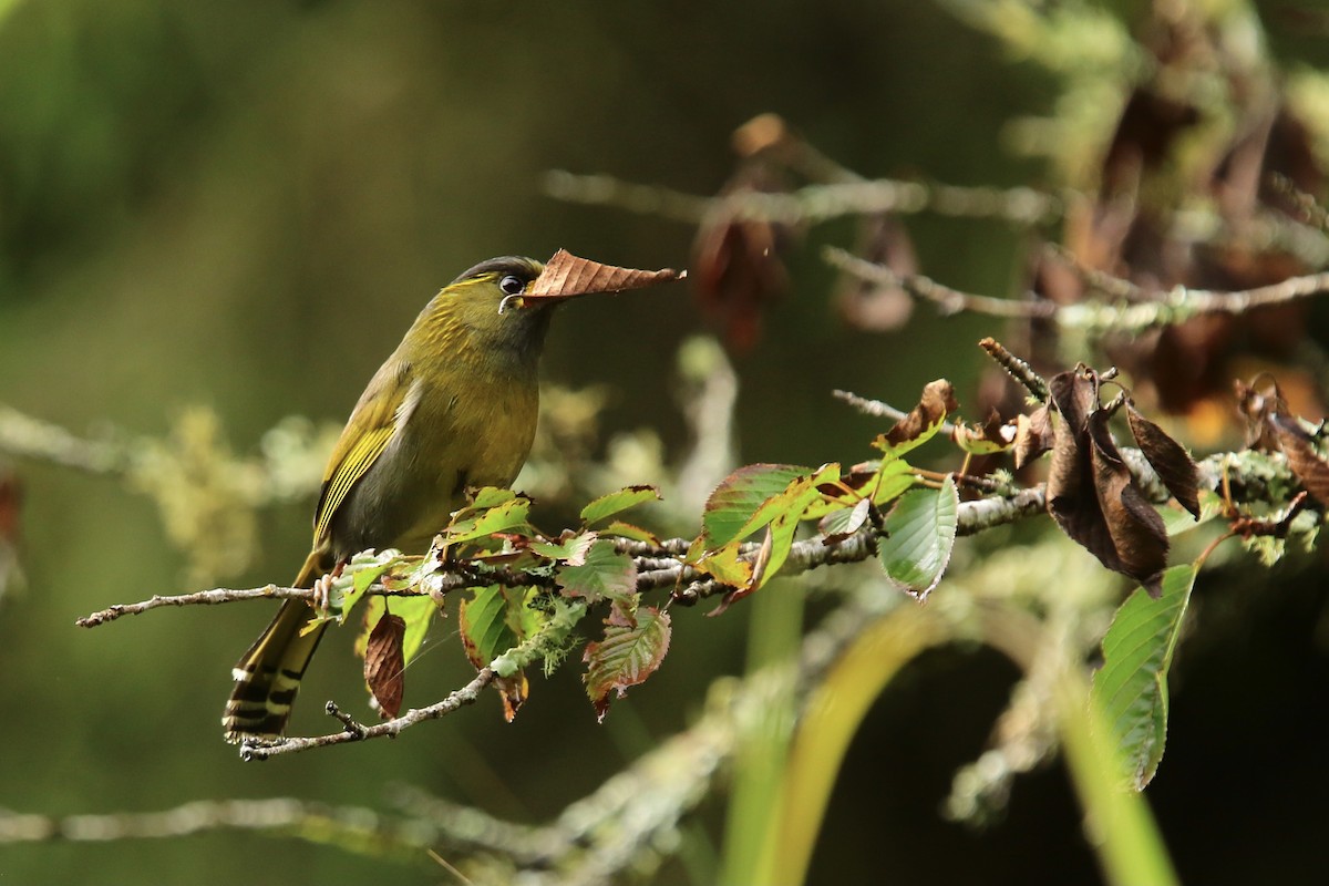 Steere's Liocichla - ML357928821