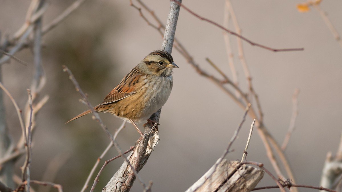 Swamp Sparrow - ML357931461