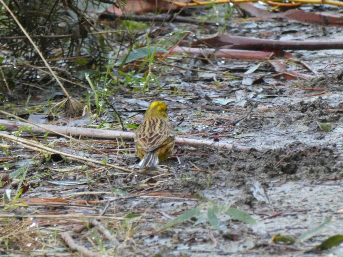 Yellowhammer - ML357931521