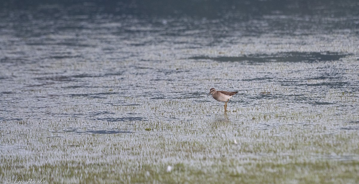 Wood Sandpiper - ML357931801