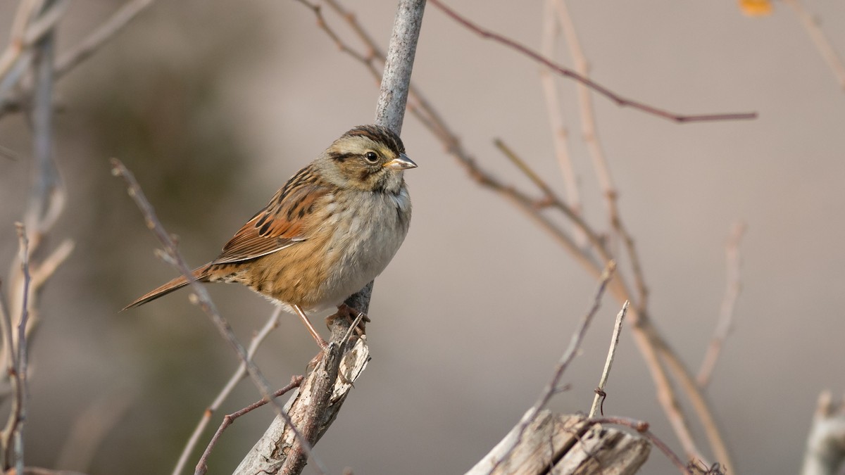 Swamp Sparrow - ML357931811