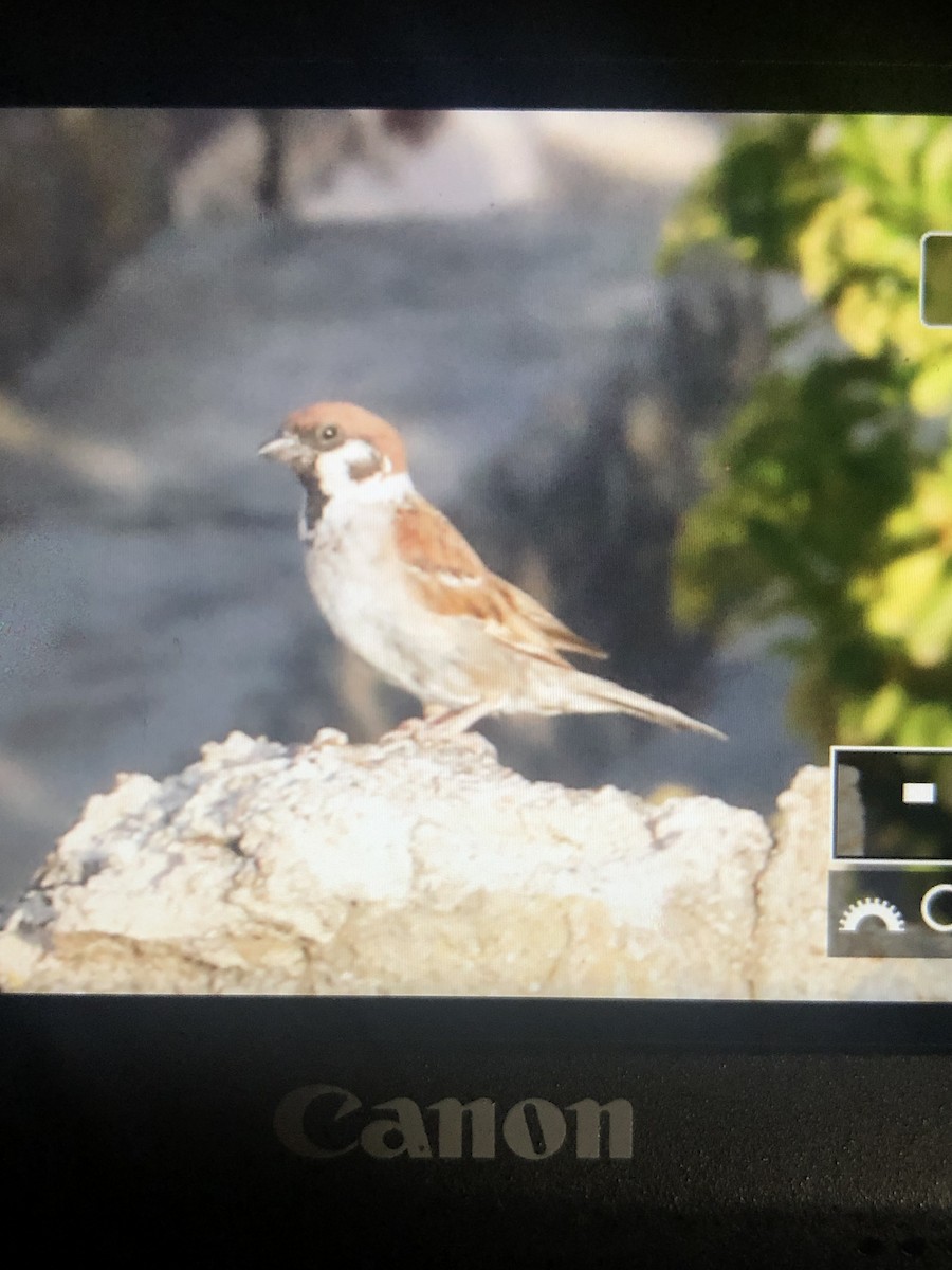 Eurasian Tree Sparrow - ML357932341