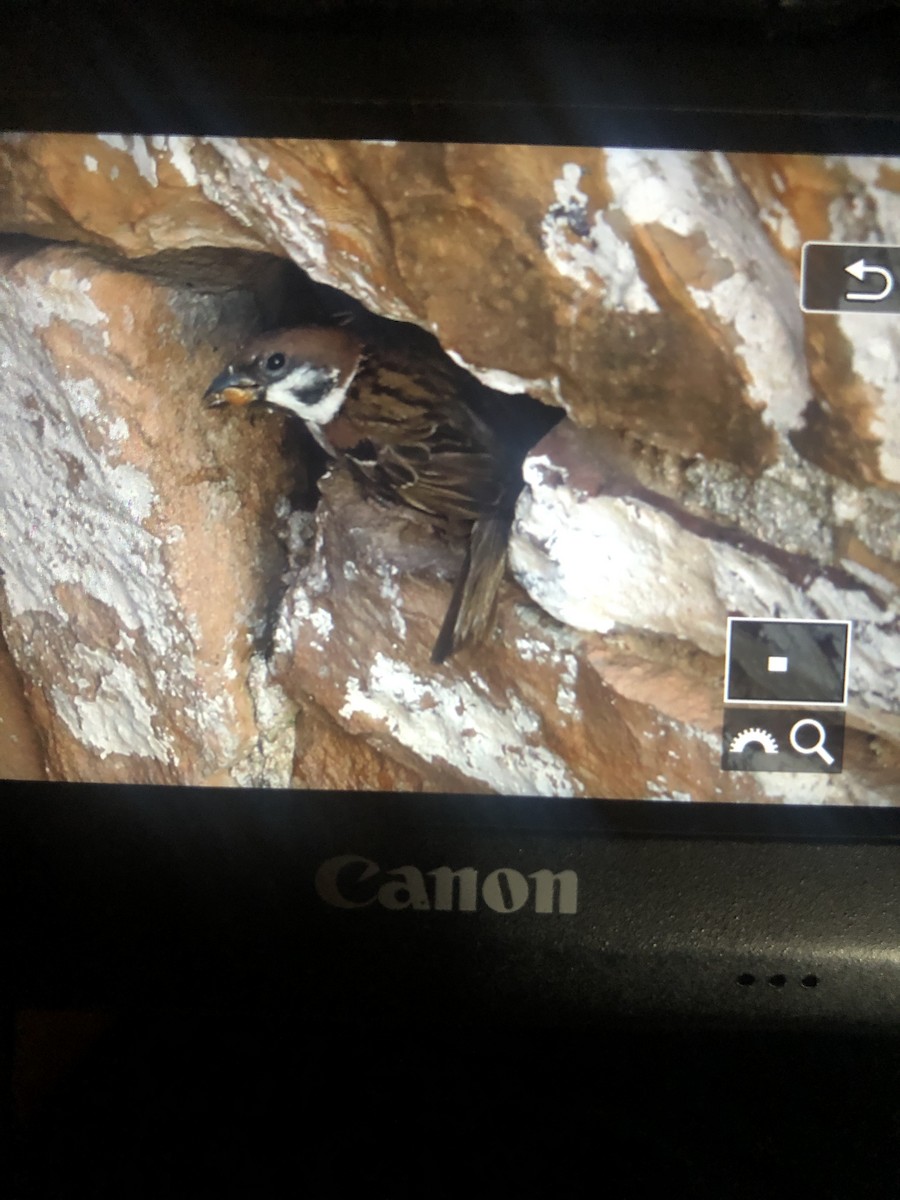 Eurasian Tree Sparrow - ML357932351