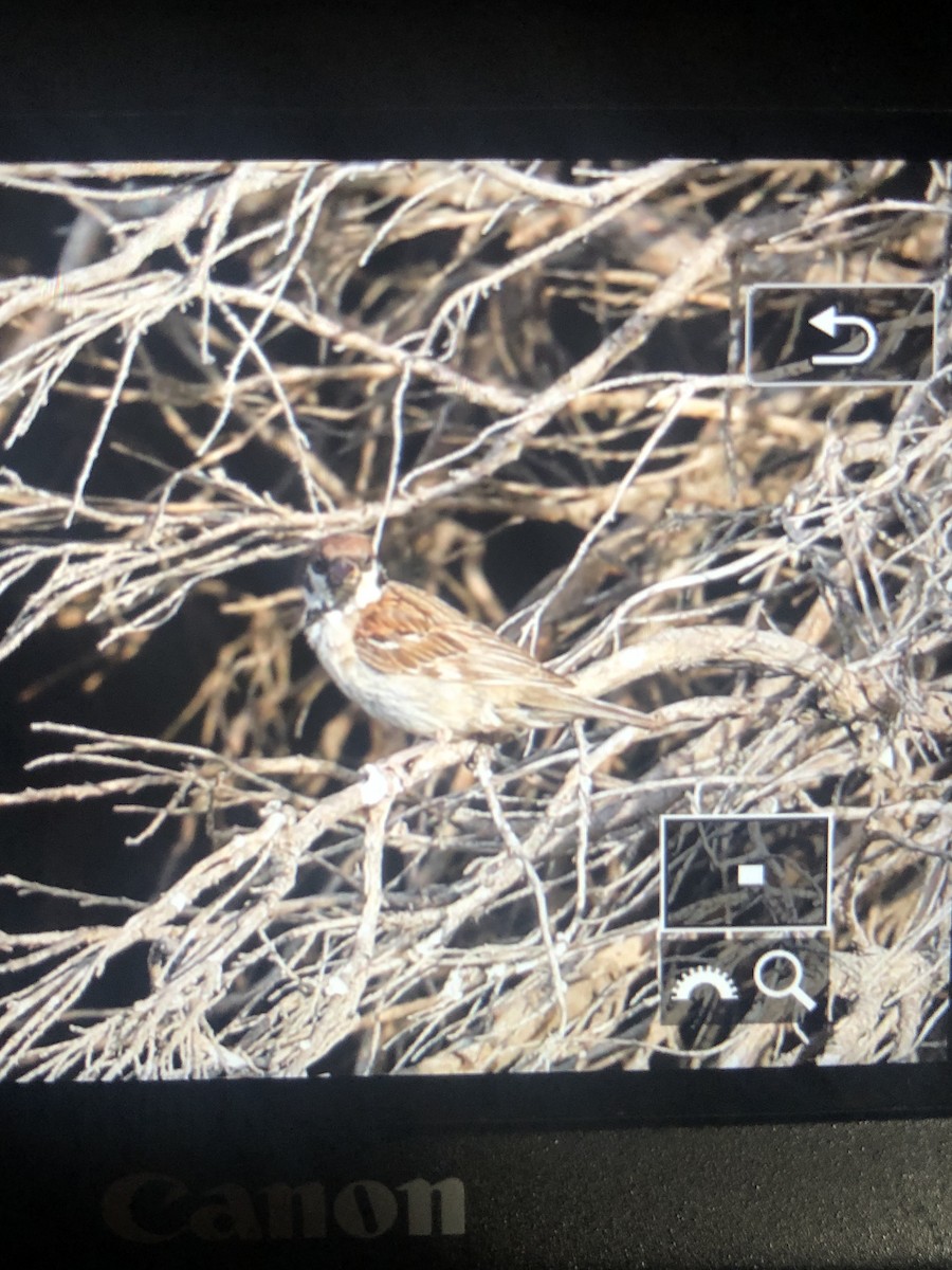 Eurasian Tree Sparrow - ML357932421