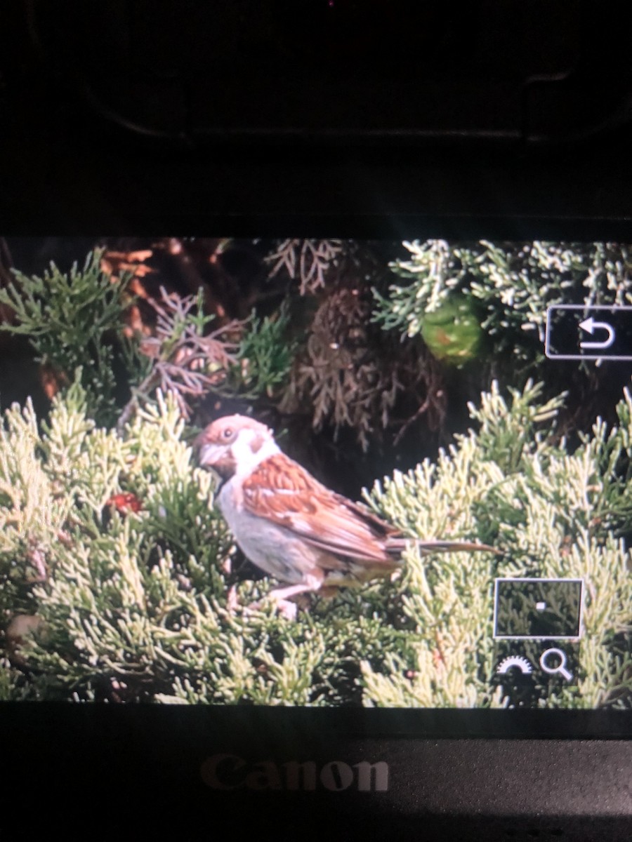 Eurasian Tree Sparrow - ML357932431