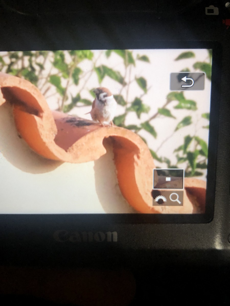 Eurasian Tree Sparrow - ML357932451