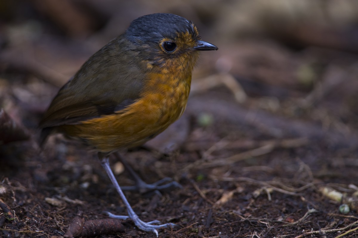 Slate-crowned Antpitta - John Cahill xikanel.com