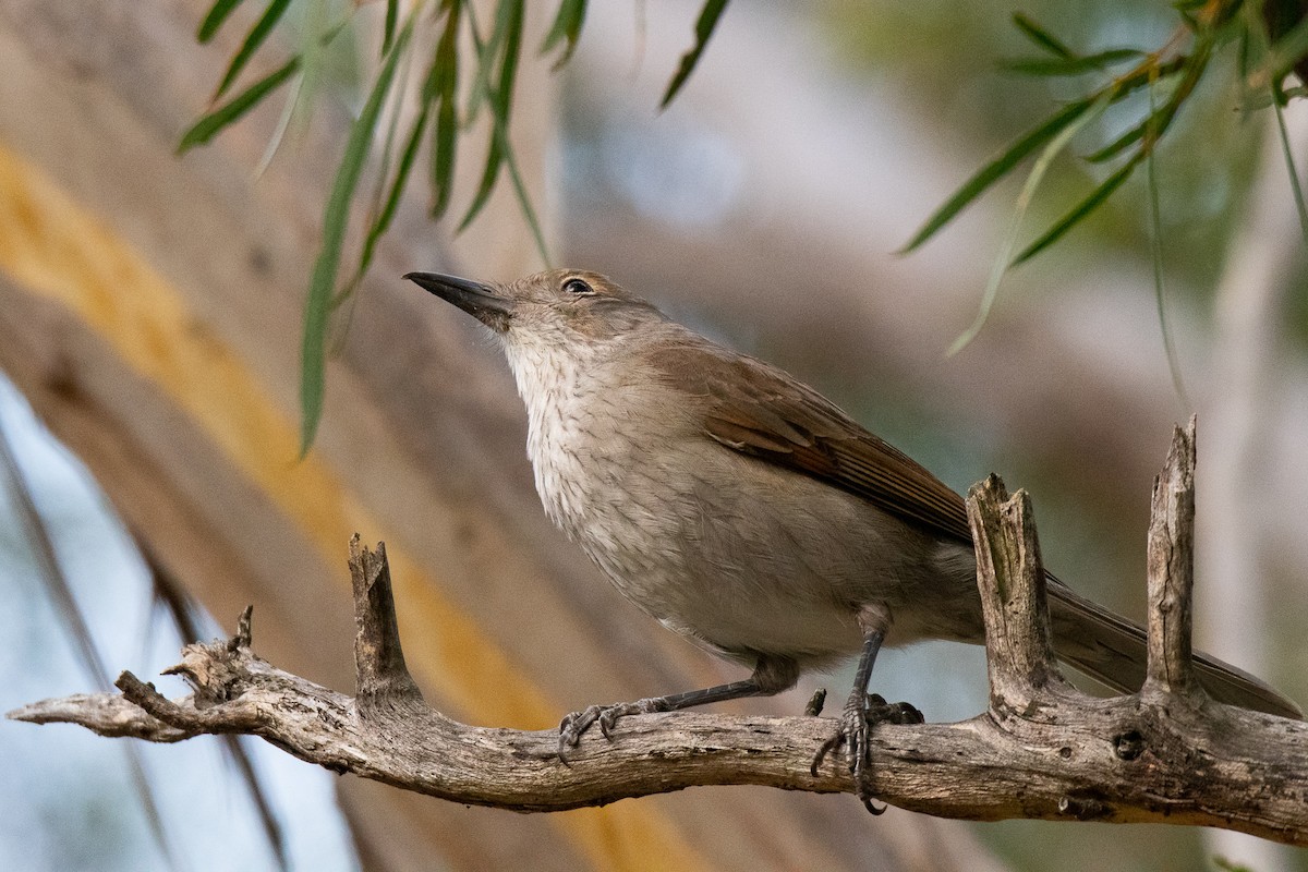 Gray Shrikethrush - ML357935281