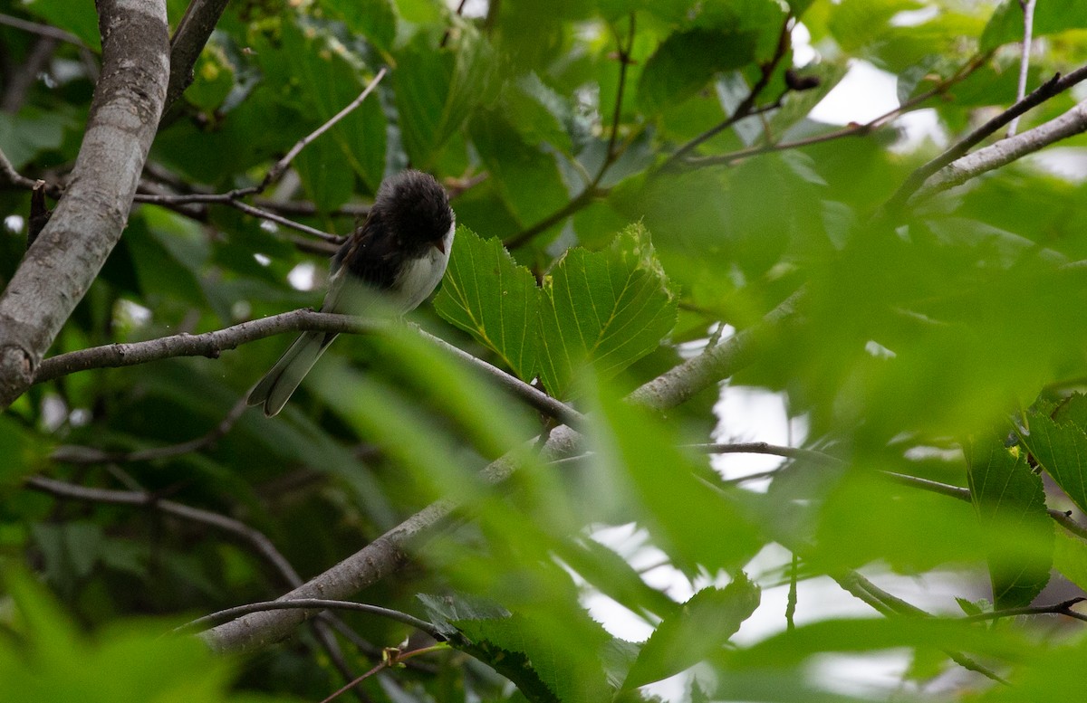 Junco Ojioscuro - ML357935501