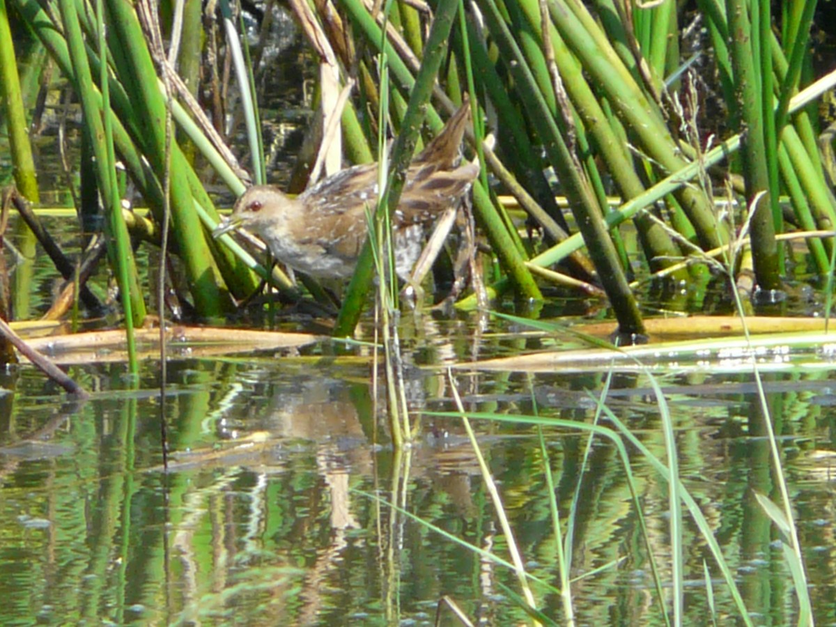 Baillon's Crake - Dr. Dilip K G