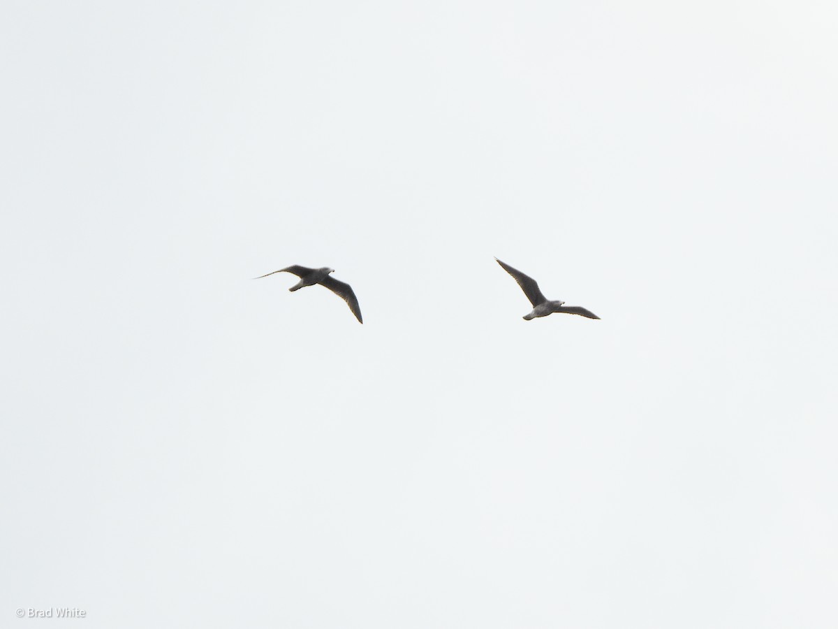 Gaviota de Tasmania - ML357937531