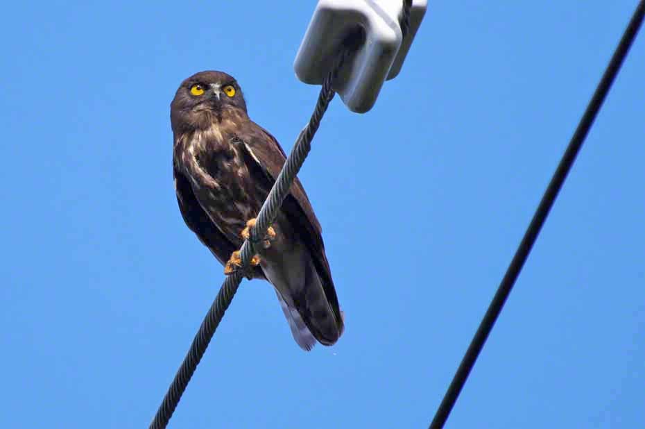 Northern Boobook - ML357938301