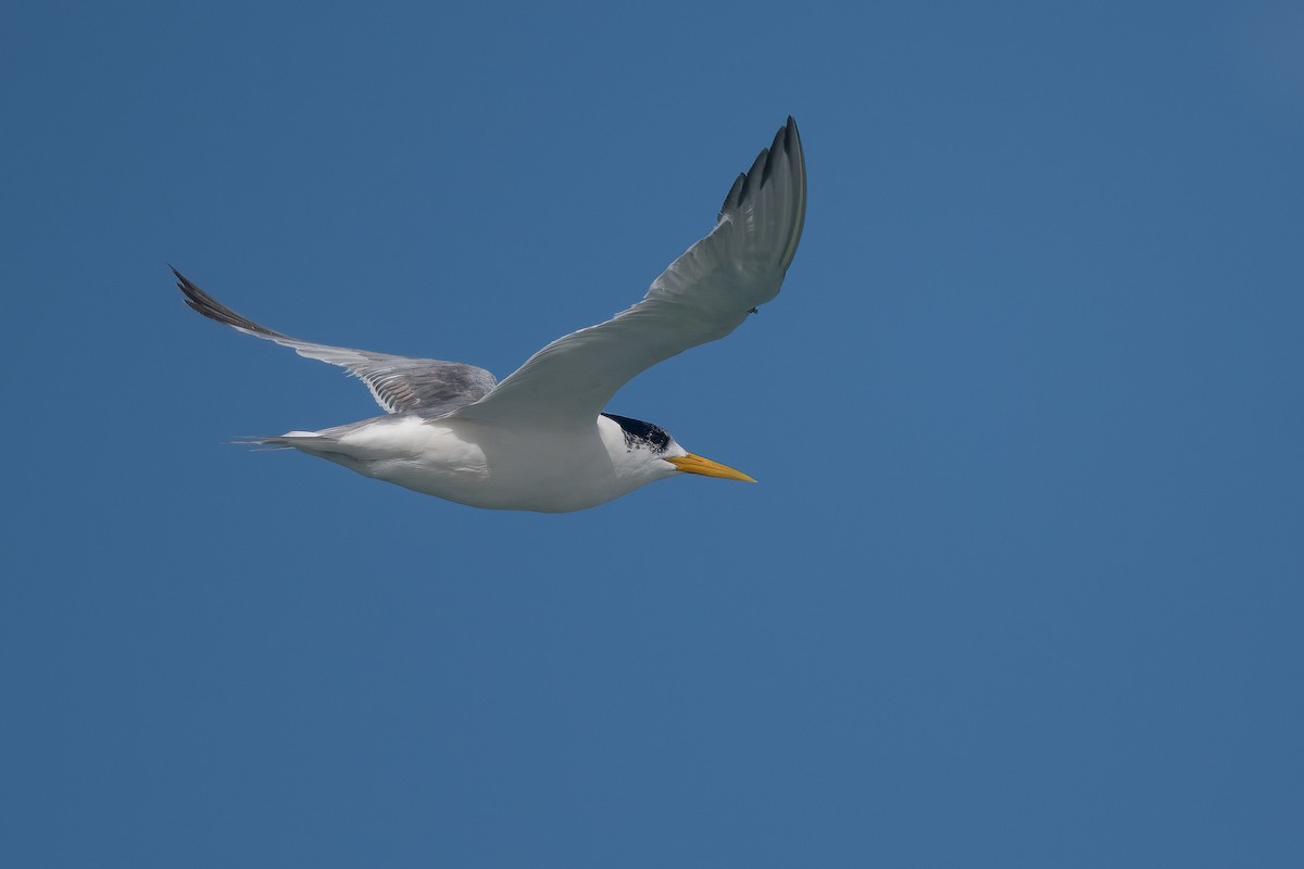 Great Crested Tern - Terence Alexander