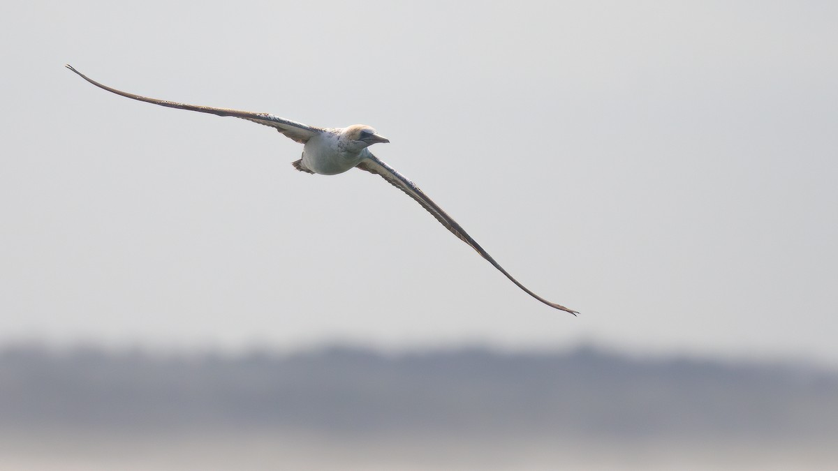 Australasian Gannet - ML357938701