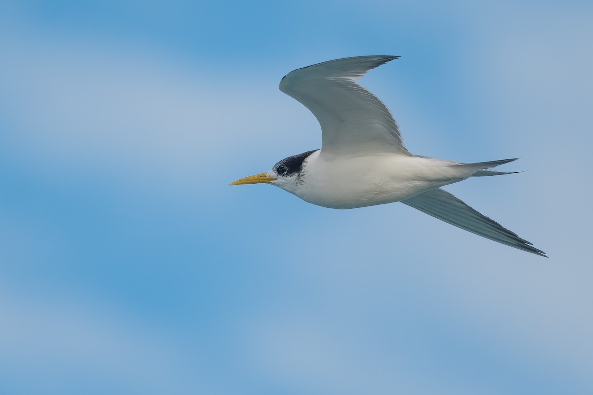 Great Crested Tern - Terence Alexander