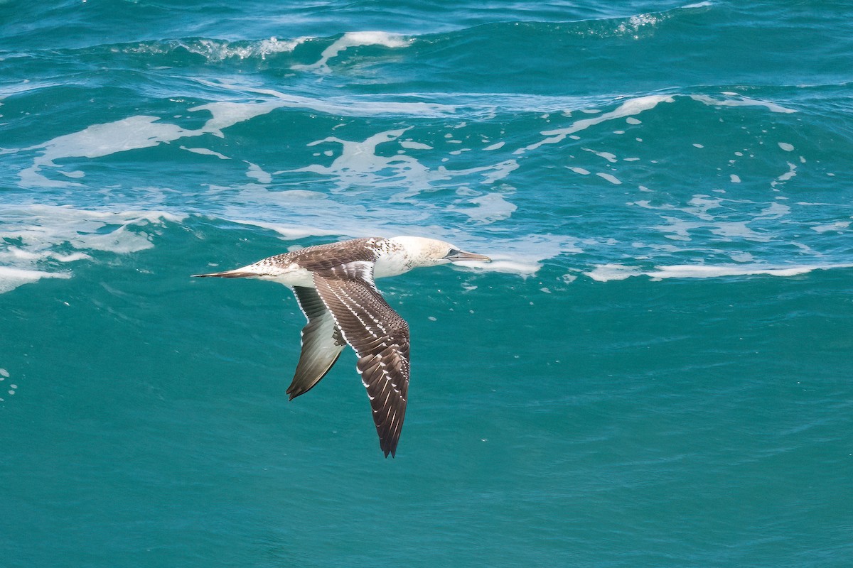 Australasian Gannet - ML357938791