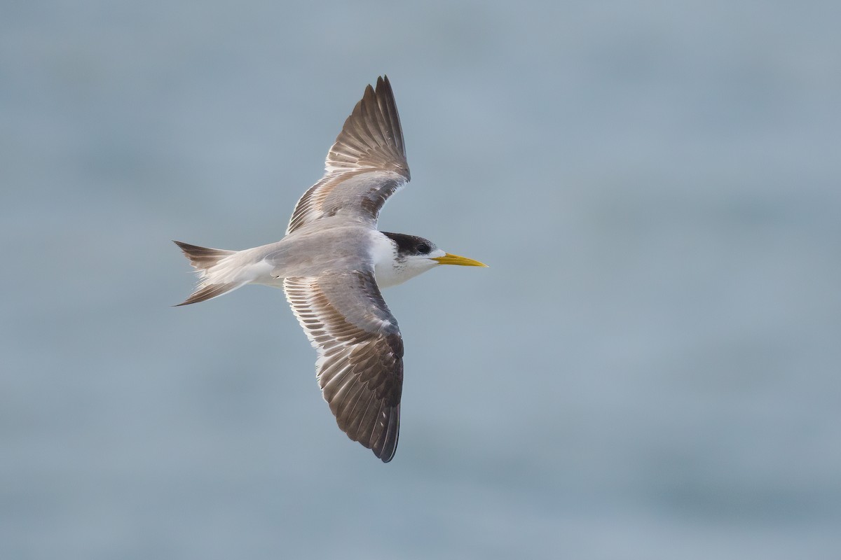 Great Crested Tern - Terence Alexander