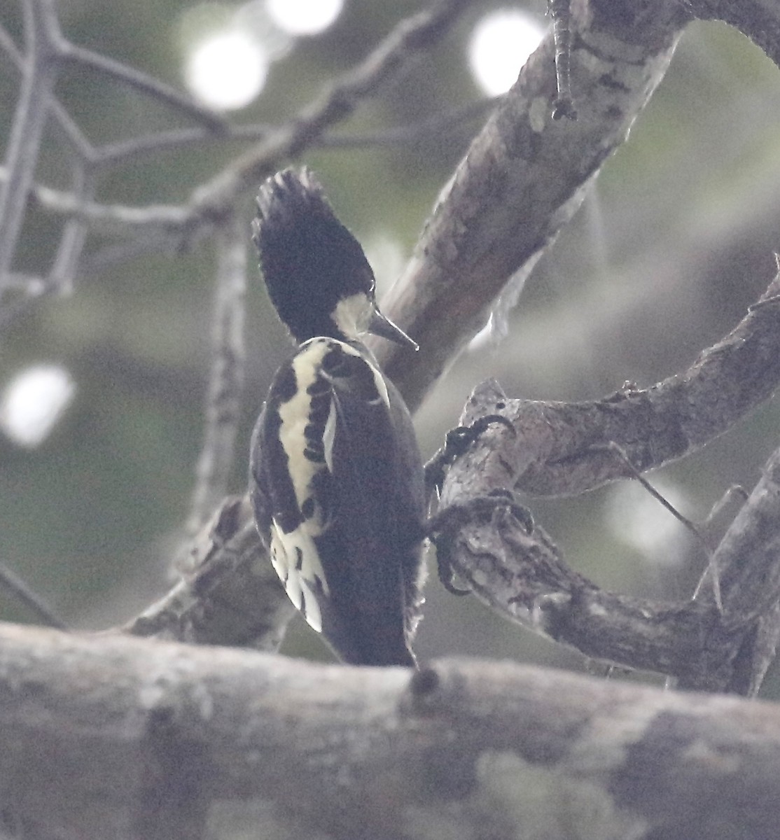 Heart-spotted Woodpecker - ML357939561