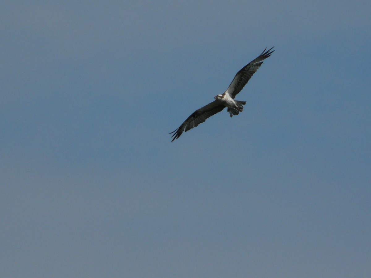 Osprey - Dr. Dilip K G