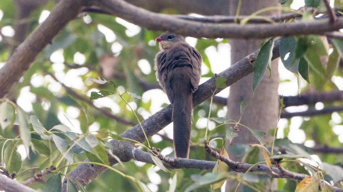 Sirkeer Malkoha - Martti Siponen