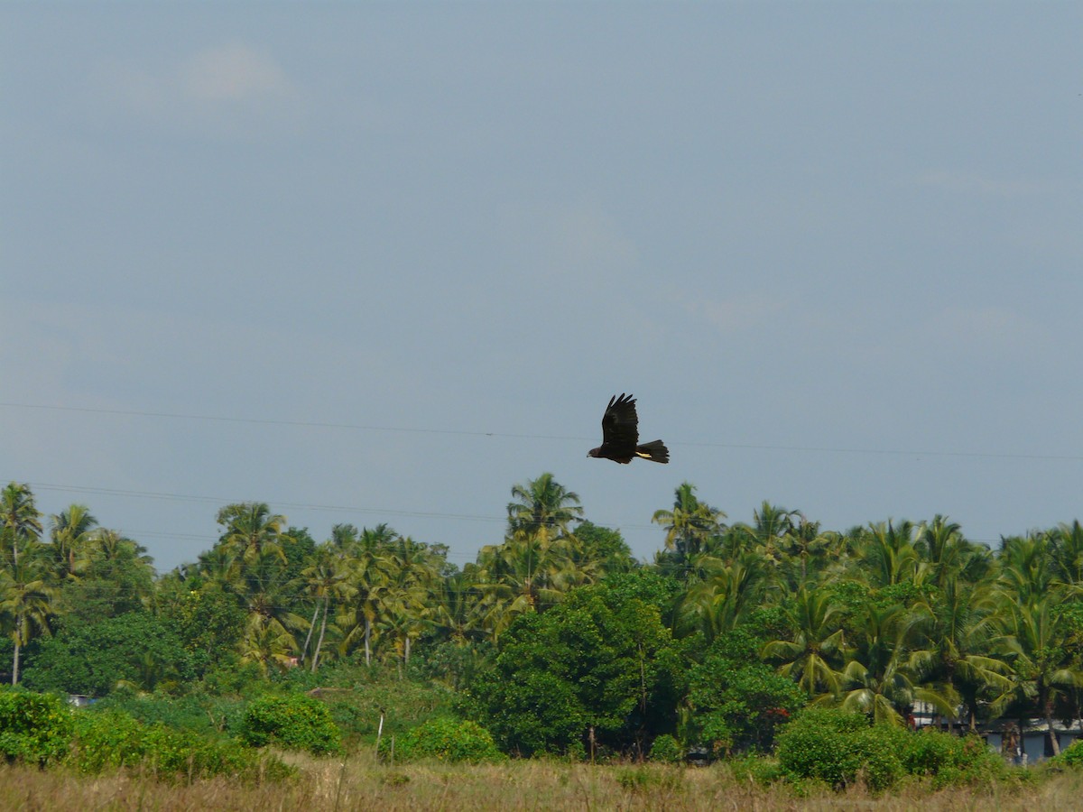 Western Marsh Harrier - ML35794041